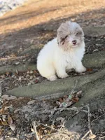 Queso, a male Miniature Aussiedoodle for sale in Myrtle Beach, SC – Photo 4 of 6