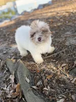 Queso, a male Miniature Aussiedoodle for sale in Myrtle Beach, SC – Photo 2 of 6
