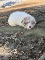 Queso, a male Miniature Aussiedoodle for sale in Myrtle Beach, SC – Photo 5 of 6
