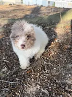 Queso, a male Miniature Aussiedoodle for sale in Myrtle Beach, SC – Photo 6 of 6