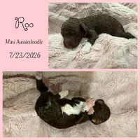 Roo, a female Miniature Aussiedoodle for sale in Myrtle Beach, SC – 3 of 5