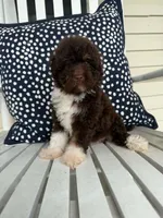 Roo, a female Miniature Aussiedoodle for sale in Myrtle Beach, SC – 4 of 5