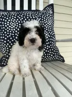 Beau, a male Bichon Frise and Cavapoo for sale in Myrtle Beach, SC – 8 of 9