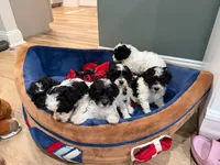 Wilder, a female Bichon Frise and Cavapoo for sale in Myrtle Beach, SC – 5 of 5