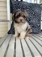 Ducky, a female Miniature Aussiedoodle for sale in Myrtle Beach, SC – 6 of 6