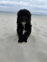 Muffin, a male Miniature Bernedoodle for sale in Myrtle Beach, SC – 5 of 5