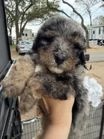 Waffles, a male Miniature Bernedoodle for sale in Myrtle Beach, SC – 4 of 6