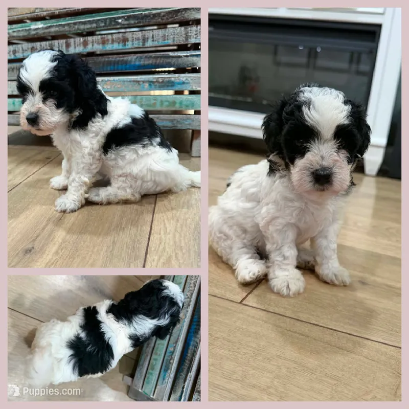 Wilder – Bichon Frise, Cavapoo puppy for sale in Myrtle Beach, SC