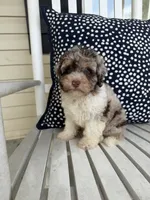 Ducky, a female Miniature Aussiedoodle for sale in Myrtle Beach, SC – 5 of 6