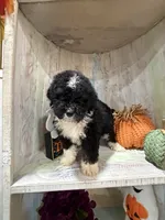Boo, a female Miniature Bernedoodle for sale in Myrtle Beach, SC – 3 of 3