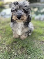 Waffles, a male Miniature Bernedoodle for sale in Myrtle Beach, SC – 1 of 6