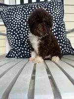Roo, a female Miniature Aussiedoodle for sale in Myrtle Beach, SC – 5 of 5