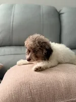 Syd , a male Miniature Aussiedoodle for sale in Myrtle Beach, SC – 2 of 6
