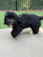 Bear, a male Miniature Bernedoodle for sale in Myrtle Beach, SC – 2 of 3