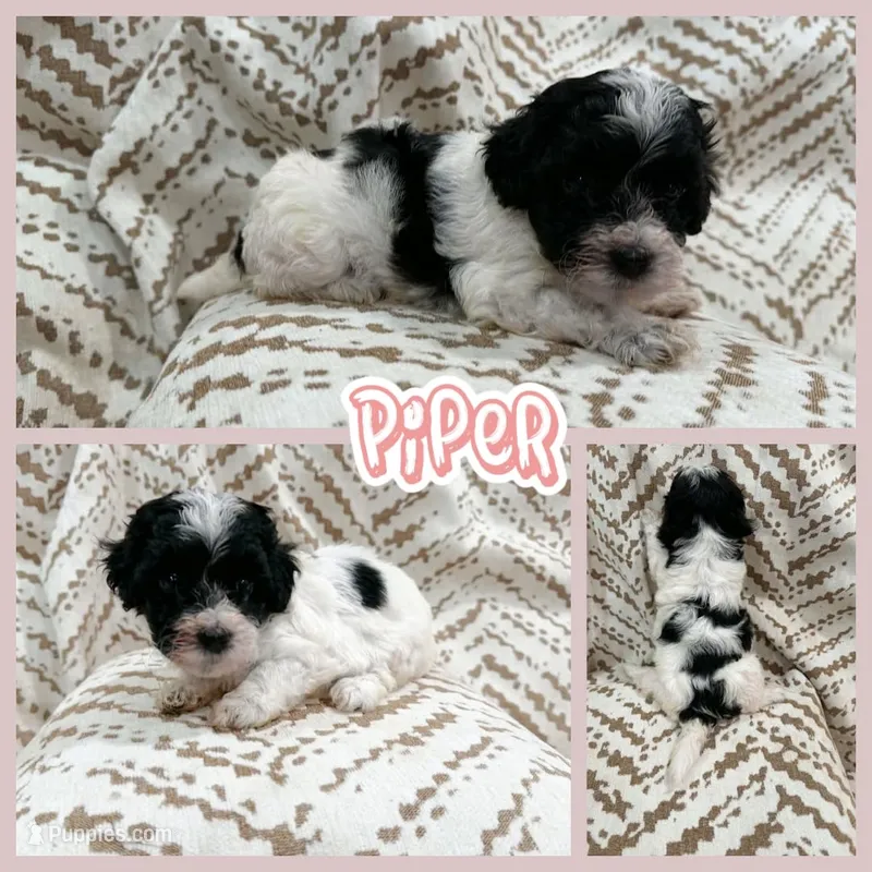 Piper – Bichon Frise, Cavapoo puppy for sale in Myrtle Beach, SC