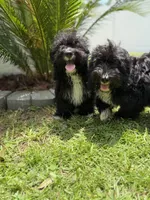 Bear, a male Miniature Bernedoodle for sale in Myrtle Beach, SC – 3 of 3