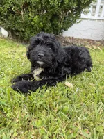 Fester, a female Miniature Bernedoodle for sale in Myrtle Beach, SC – 3 of 4