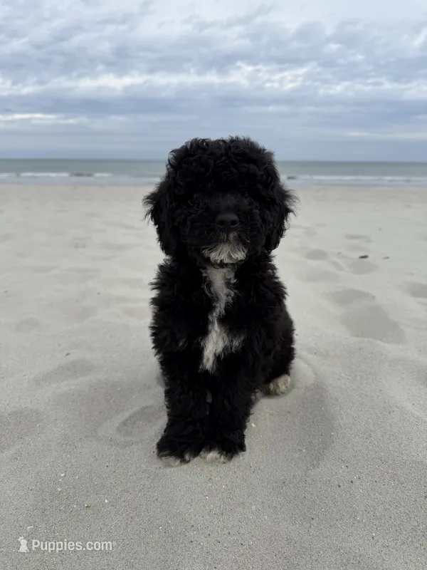 Muffin, a male Miniature Bernedoodle for sale in Myrtle Beach, SC – 1 of 5