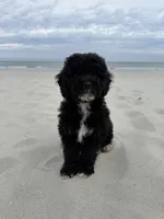 Muffin, a male Miniature Bernedoodle for sale in Myrtle Beach, SC – 1 of 5