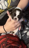 Molly, a female Shih Tzu for sale in Mobile, AL – 6 of 7