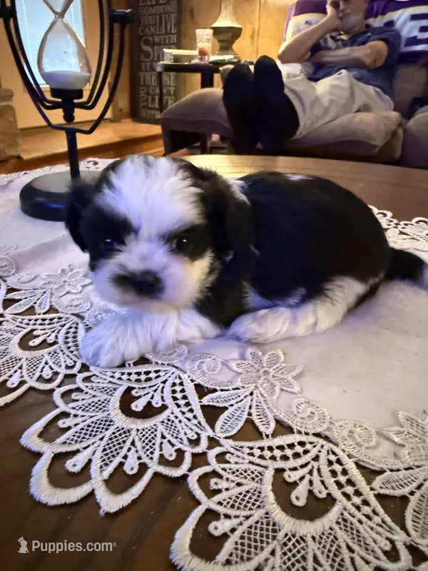 Stache – Shih Tzu puppy for sale in Mobile, AL