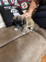 Valor, a male Shih Tzu for sale in Mobile, AL – 4 of 8