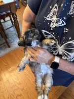 Valor, a male Shih Tzu for sale in Mobile, AL – 6 of 8