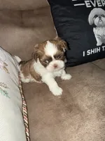 Leon, a male Shih Tzu for sale in Mobile, AL – Photo 6 of 7