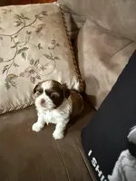 Leon, a male Shih Tzu for sale in Mobile, AL – Photo 4 of 7