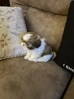 Leon, a male Shih Tzu for sale in Mobile, AL – Photo 5 of 10