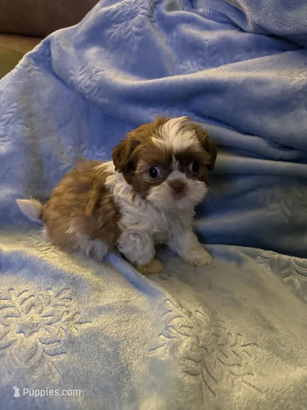 Leon – Shih Tzu puppy on hold in Mobile, AL