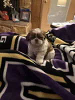 Leon, a male Shih Tzu for sale in Mobile, AL – Photo 3 of 10