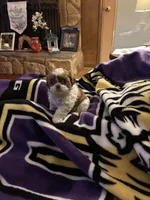 Leon, a male Shih Tzu for sale in Mobile, AL – Photo 8 of 10