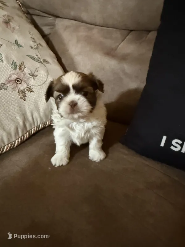 Leon – Shih Tzu puppy for sale in Mobile, AL