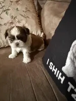 Leon, a male Shih Tzu for sale in Mobile, AL – Photo 5 of 7