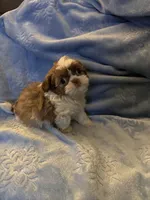 Leon, a male Shih Tzu for sale in Mobile, AL – Photo 2 of 10