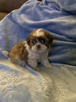 Leon, a male Shih Tzu for sale in Mobile, AL – Photo 10 of 10