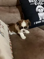 Leon, a male Shih Tzu for sale in Mobile, AL – Photo 7 of 7