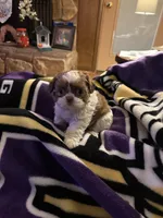 Leon, a male Shih Tzu for sale in Mobile, AL – Photo 4 of 10