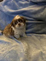 Leon, a male Shih Tzu for sale in Mobile, AL – Photo 9 of 10