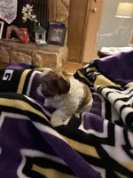 Leon, a male Shih Tzu for sale in Mobile, AL – Photo 7 of 10