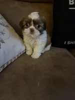 Leon, a male Shih Tzu for sale in Mobile, AL – Photo 6 of 10