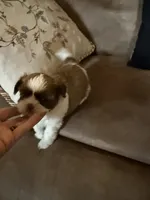 Leon, a male Shih Tzu for sale in Mobile, AL – Photo 2 of 7