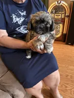 Honor, a male Shih Tzu for sale in Mobile, AL – 4 of 9