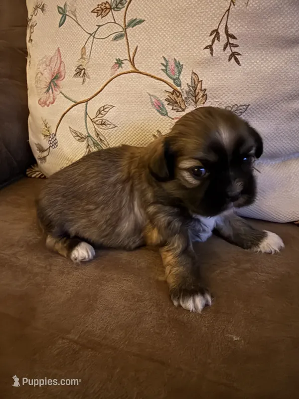 Honor – Shih Tzu puppy for sale in Mobile, AL