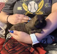 Lollipop, a female Shih Tzu for sale in Mobile, AL – 4 of 4