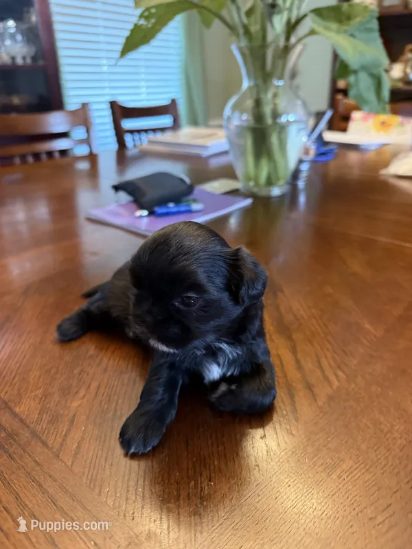 Bear – Shih Tzu puppy for sale in Mobile, AL