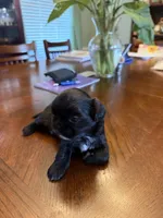 Bear, a male Shih Tzu for sale in Mobile, AL – 1 of 5