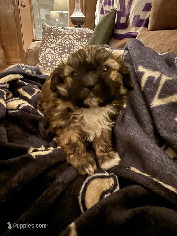 Honor – Shih Tzu puppy for sale in Mobile, AL