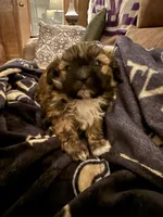 Honor, a male Shih Tzu for sale in Mobile, AL – 8 of 9